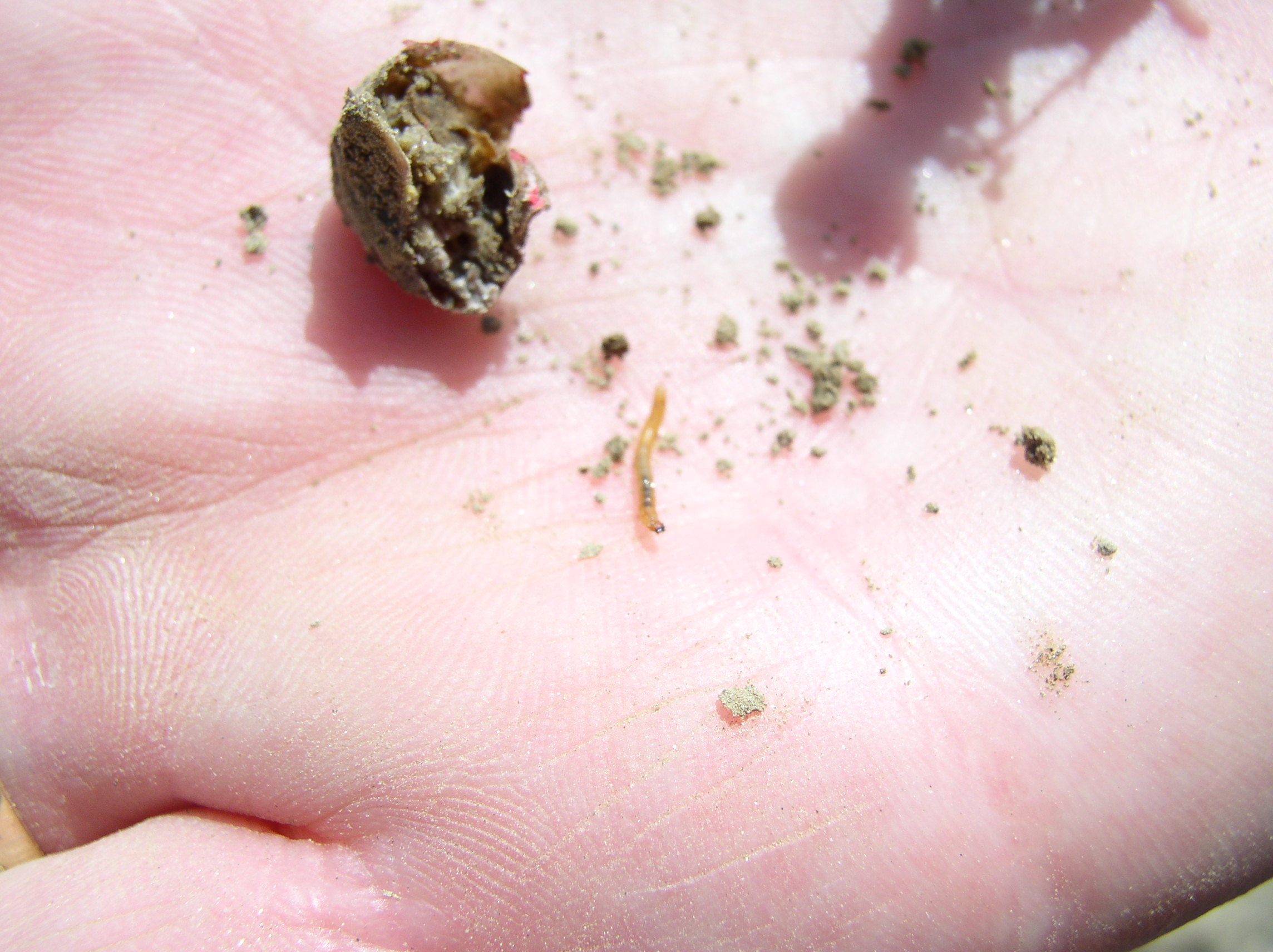 Slika 5. Žičnjak - oštećena sjemenka