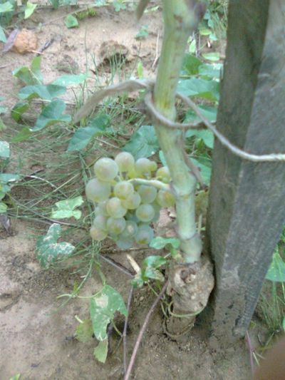vinogradi5_12_11.jpg