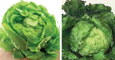 Sociologija Rasipanje Doprinos  Lisnato povrće za svježu salatu - Uprava za stručnu podršku razvoju  poljoprivrede
