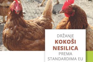 Držanje kokoši nesilica prema standardima EU